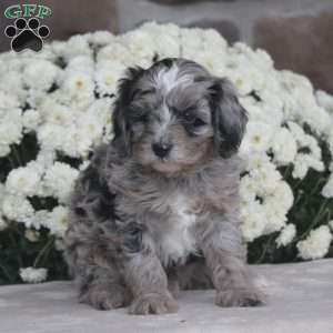 Kody – F1b, Cavapoo Puppy